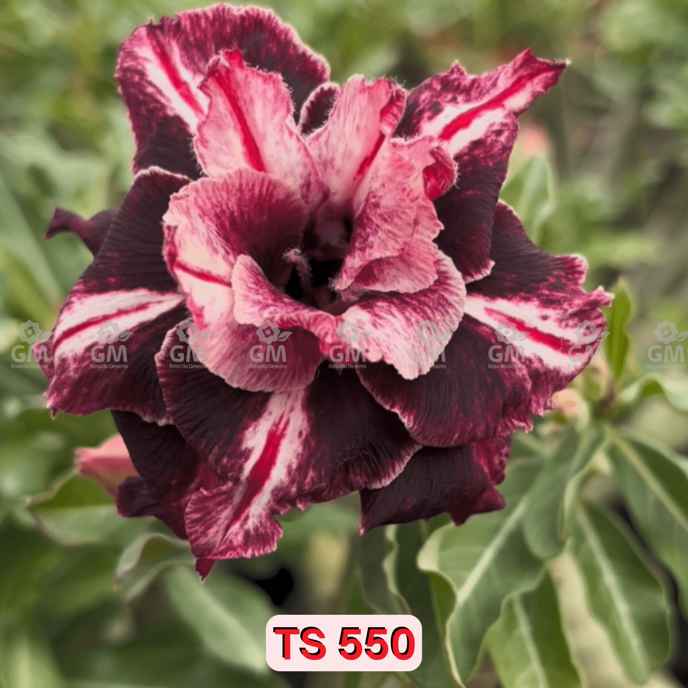 - Rosa do Deserto - TS 550 - Gm Rosa Do Deserto