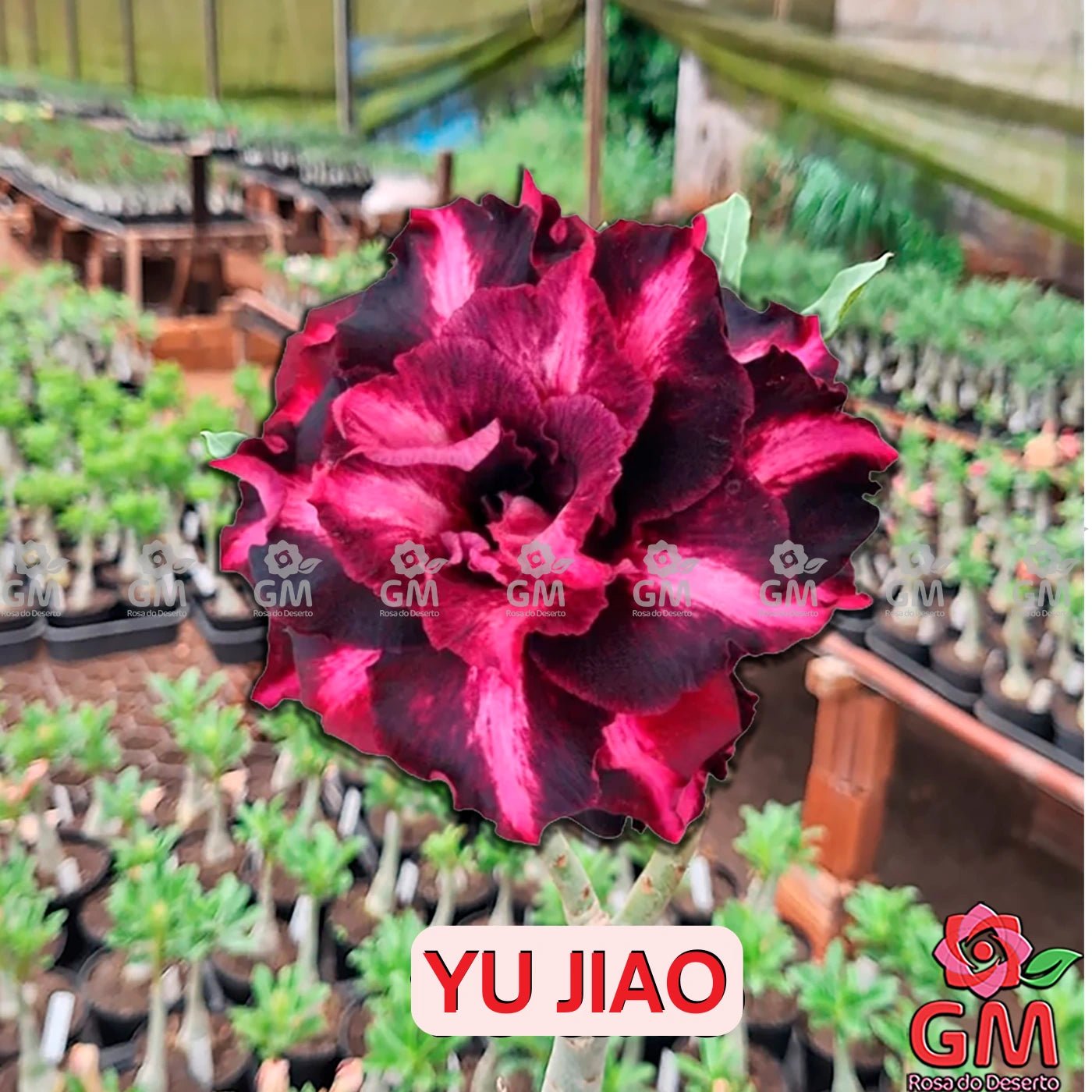 - Rosa do Deserto - YU JIAO ( FLOR GRANDE ) - Gm Rosa Do Deserto