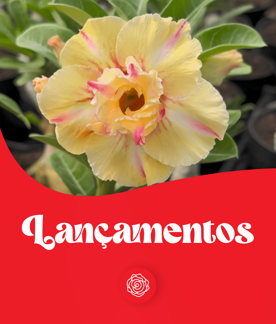 Lançamento (Todas) - Gm Rosa Do Deserto