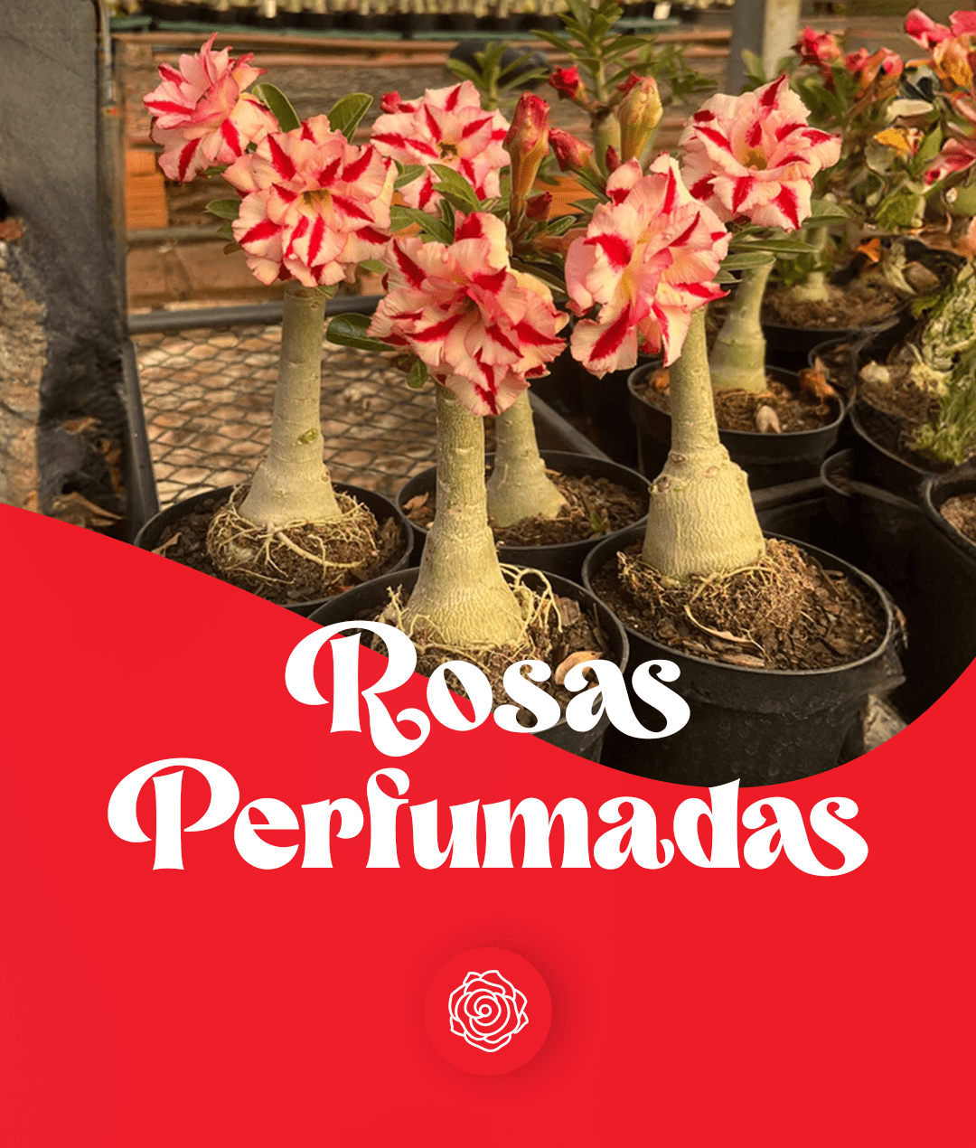 PERFUMADAS GM - Gm Rosa Do Deserto