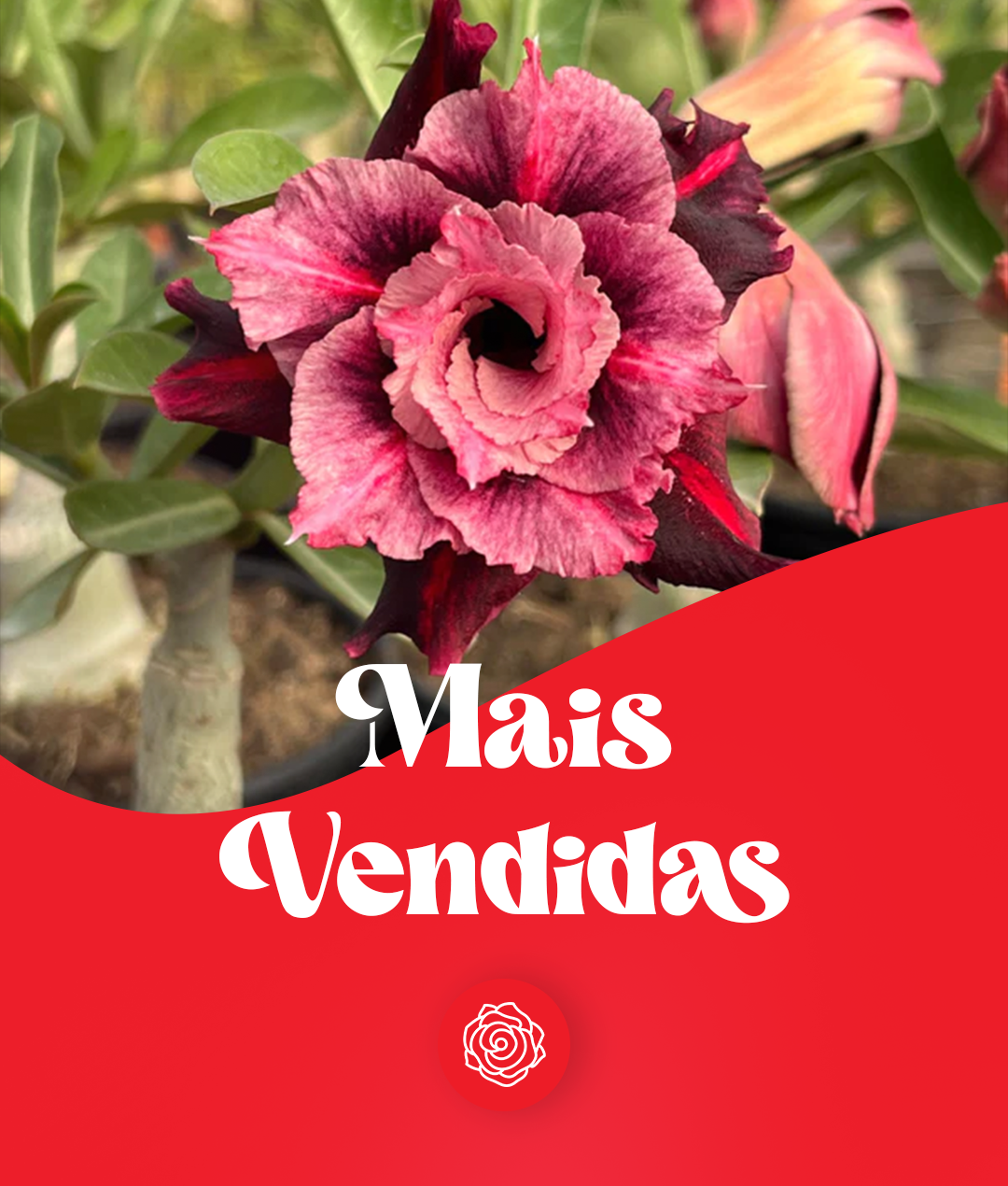 Plantas de Enxerto - Gm Rosa Do Deserto
