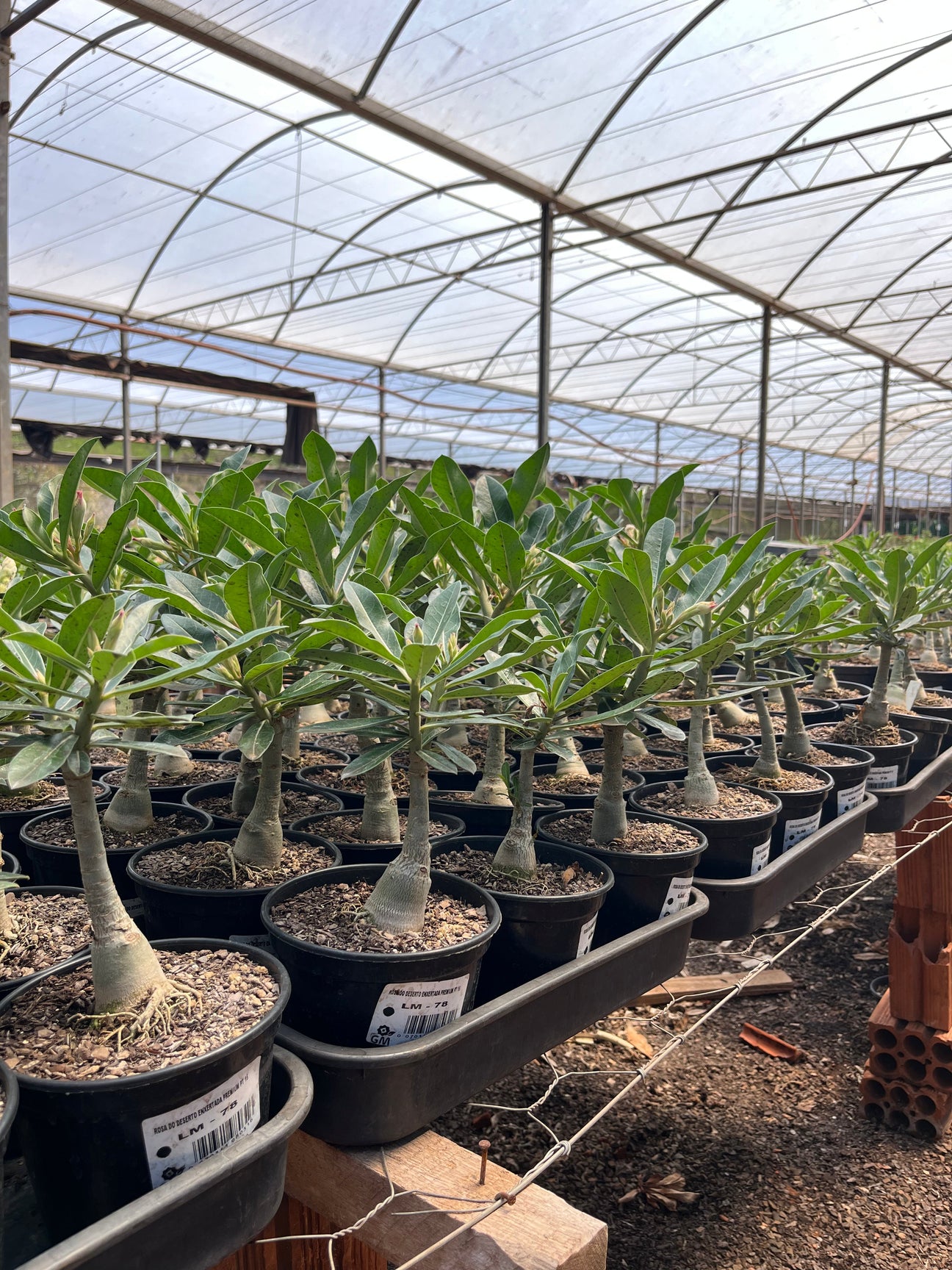 Plantas de Semente Sortidas - Gm Rosa Do Deserto