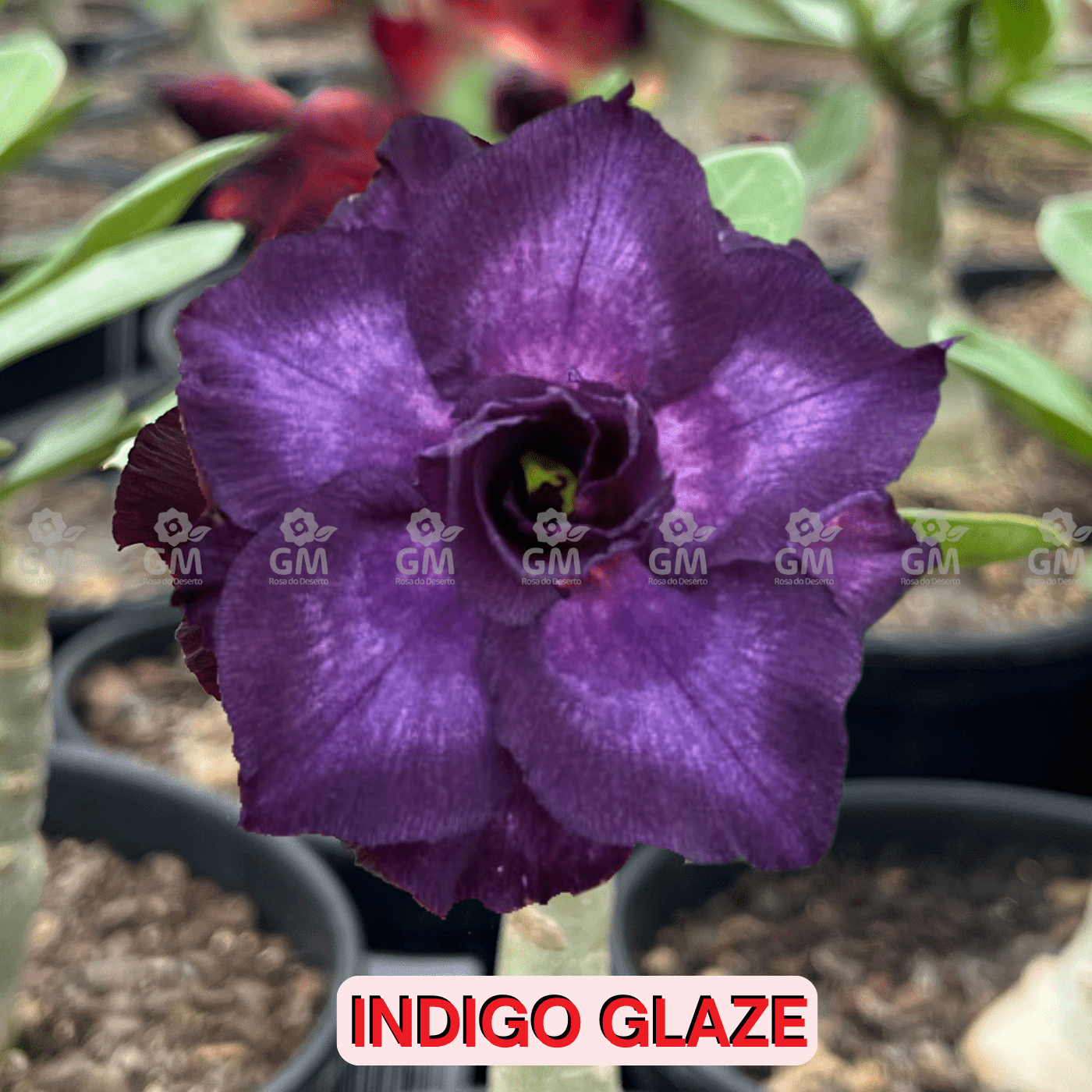 0021 - Rosa do Deserto - INDIGO GLAZE - Gm Rosa Do Deserto