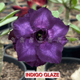 0021 - Rosa do Deserto - INDIGO GLAZE - Gm Rosa Do Deserto