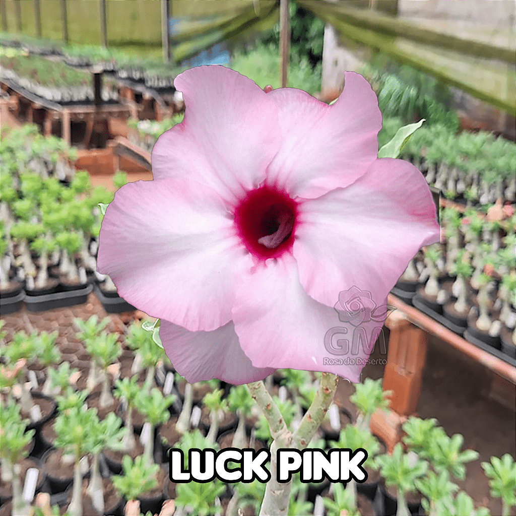 0037 - Rosa do Deserto - LUCKY PINK ( IMPORTADA ) - Gm Rosa Do Deserto