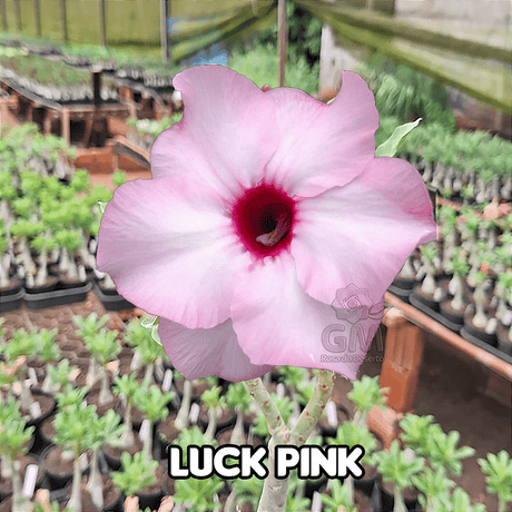 0037 - Rosa do Deserto - LUCKY PINK ( IMPORTADA ) - Gm Rosa Do Deserto