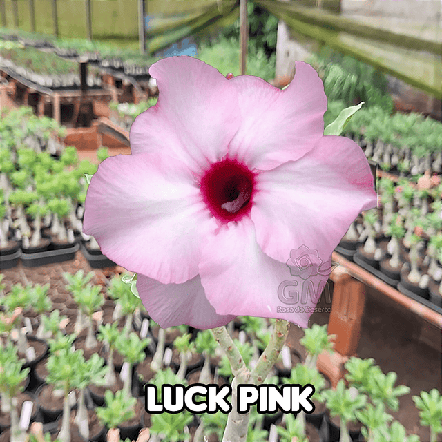0037 - Rosa do Deserto - LUCKY PINK ( IMPORTADA ) - Gm Rosa Do Deserto