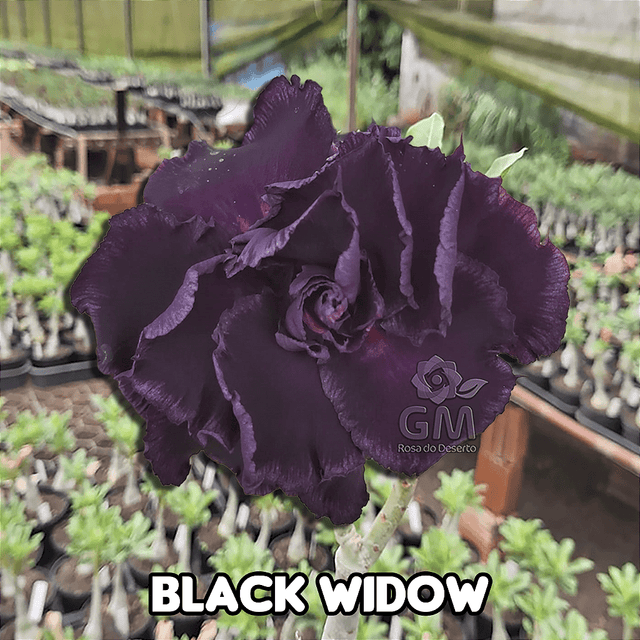 0049 - Rosa do Deserto - BLACK WIDOW ( Multipetalas ) - Gm Rosa Do Deserto