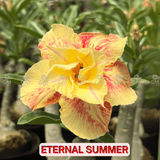 0051 - Rosa do Deserto - ETERNAL SUMMER - Gm Rosa Do Deserto