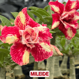 0053 - Rosa do Deserto - MILEIDE - Gm Rosa Do Deserto