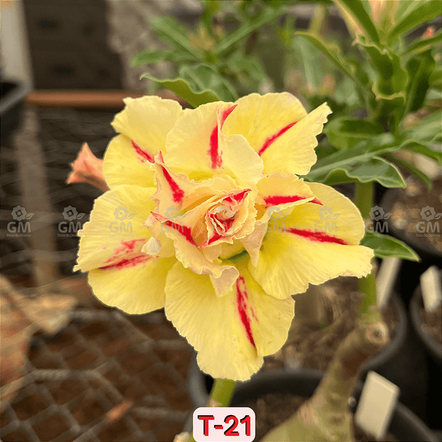 0068 - Rosa do Deserto - T 21 - Gm Rosa Do Deserto