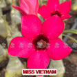 0074 - Rosa do Deserto - MISS VIETNAM - Gm Rosa Do Deserto