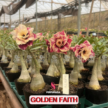 0095 - Rosa do Deserto - GOLDEN FAITH ( PERFUMADA ) - Gm Rosa Do Deserto