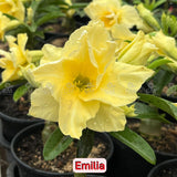 0099 - Rosa do Deserto - EMÍLIA - Gm Rosa Do Deserto