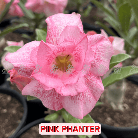 0104 - Rosa do Deserto - PINK PHANTER - Gm Rosa Do Deserto
