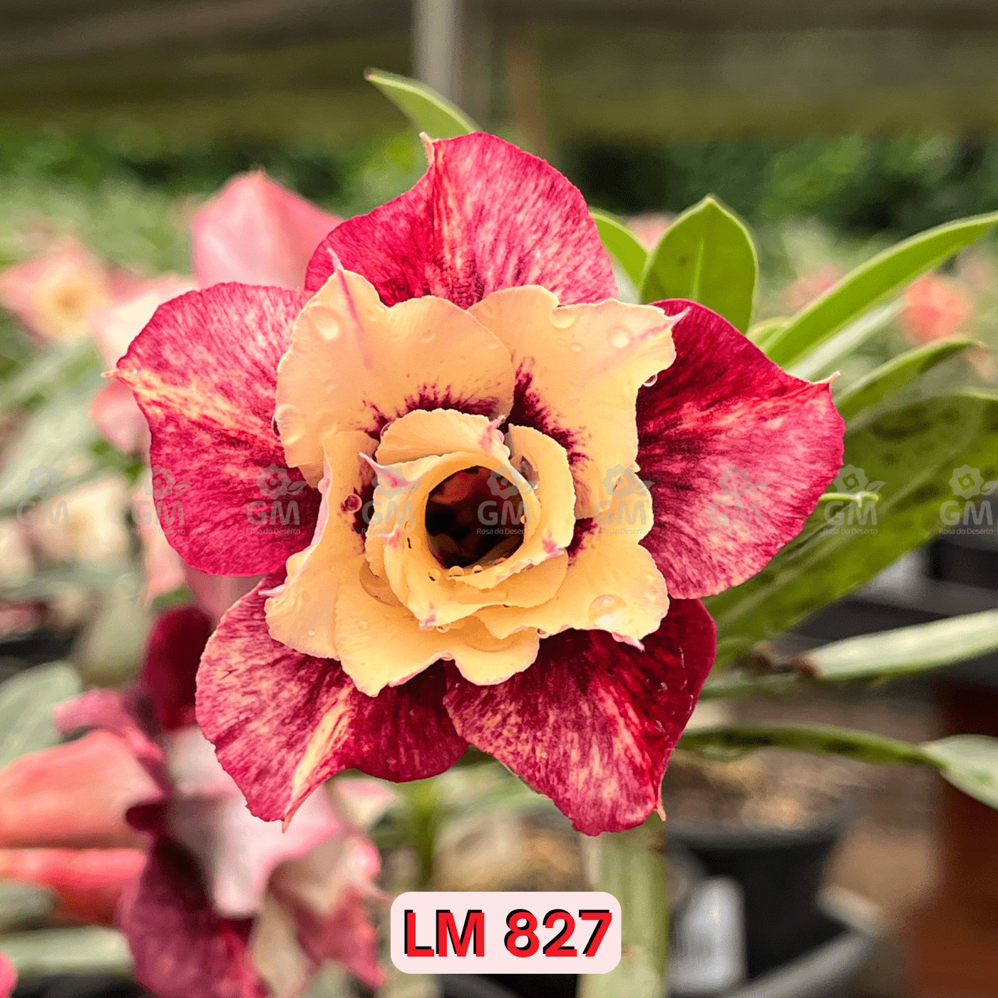 0112 - Rosa do Deserto - LM 827 - Gm Rosa Do Deserto