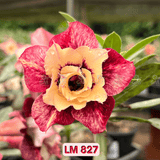 0112 - Rosa do Deserto - LM 827 - Gm Rosa Do Deserto