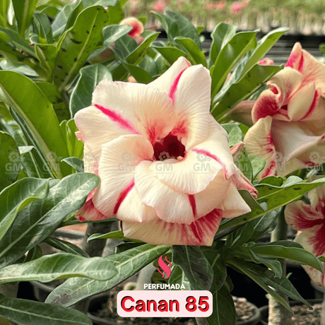 0116 - Rosa do Deserto - CANAN 85 ( PERFUMADA ) - Gm Rosa Do Deserto