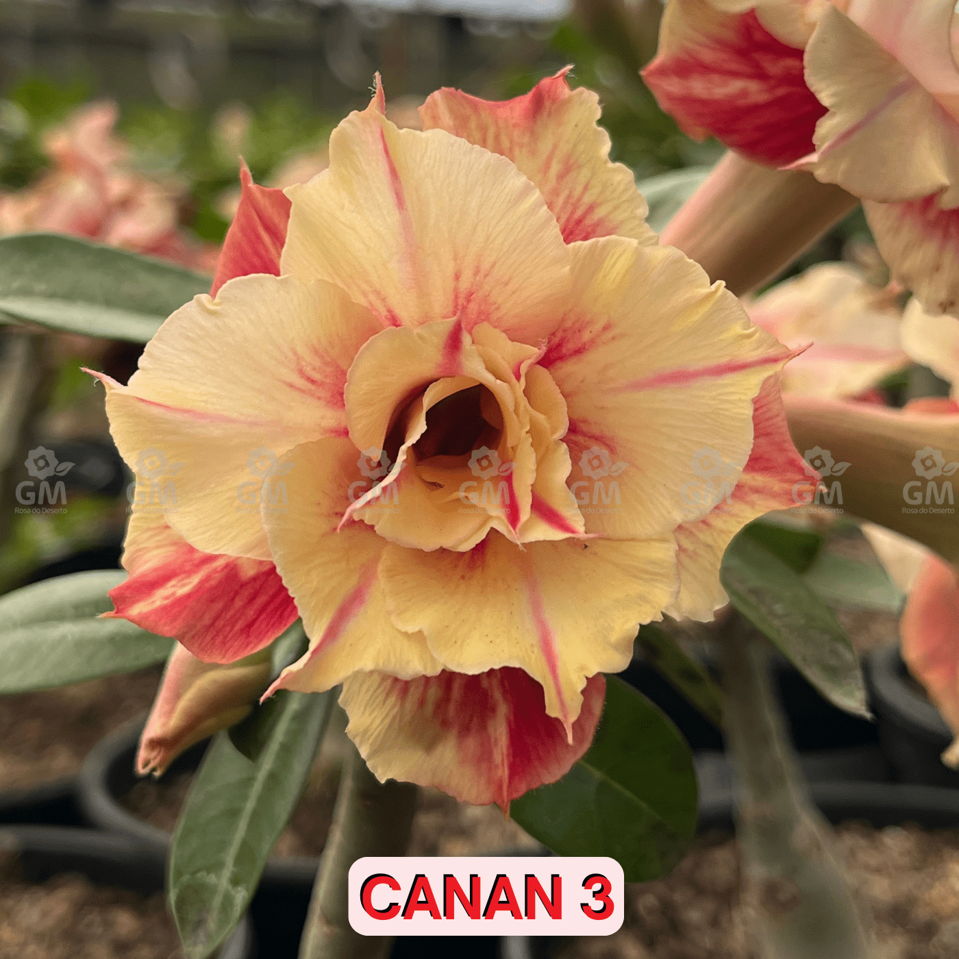 0118 - Rosa do Deserto - CANAN 3 ( PERFUMADA ) - Gm Rosa Do Deserto
