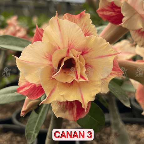 0118 - Rosa do Deserto - CANAN 3 ( PERFUMADA ) - Gm Rosa Do Deserto