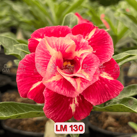 0119 - Rosa do Deserto - LM 130 - Gm Rosa Do Deserto