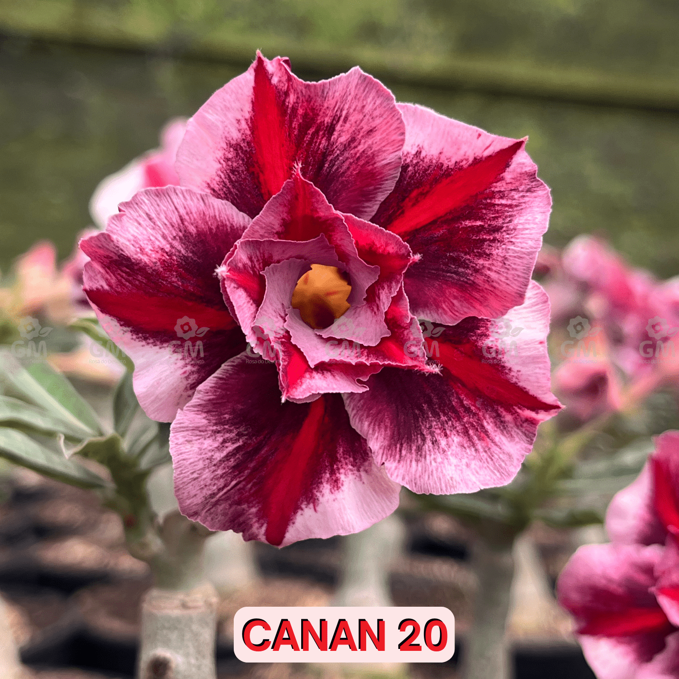 0120 - Rosa do Deserto - CANAN 20 - Gm Rosa Do Deserto