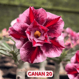 0120 - Rosa do Deserto - CANAN 20 - Gm Rosa Do Deserto