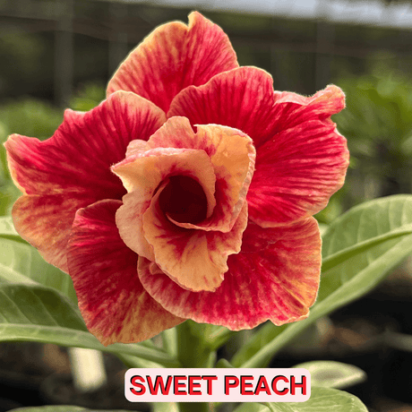 0124 - Rosa do Deserto - SWEET PEACH - Gm Rosa Do Deserto