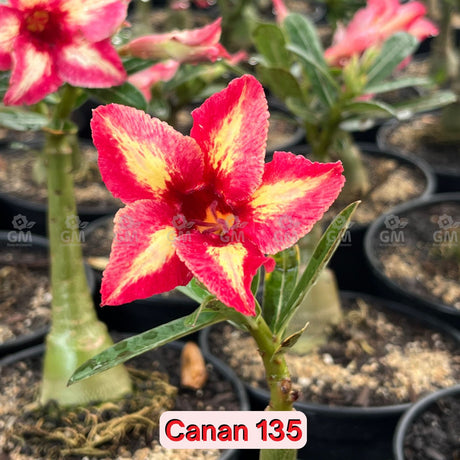 0125 - Rosa do Deserto - CANAN - 135 - Gm Rosa Do Deserto