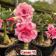 0126 - Rosa do Deserto - CANAN - 13 - Gm Rosa Do Deserto