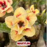0127 - Rosa do Deserto - MARYLIN - Gm Rosa Do Deserto