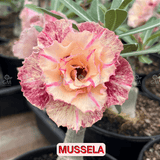 0127 - Rosa do Deserto - MUSSELA - Gm Rosa Do Deserto
