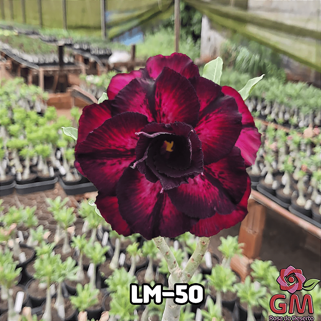 0128 - Rosa do Deserto - LM 50 - Gm Rosa Do Deserto