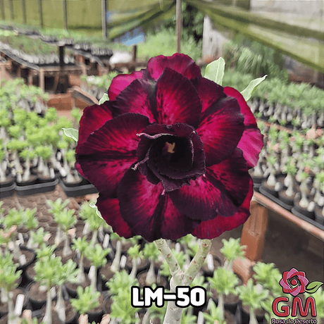 0128 - Rosa do Deserto - LM 50 - Gm Rosa Do Deserto