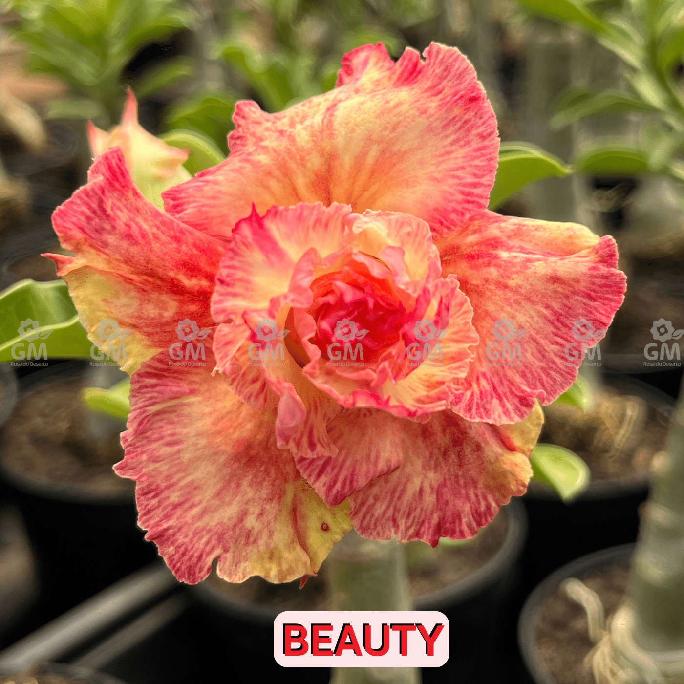 0131 - Rosa do Deserto - BEAUTY ( PÉTALAS TRIPLAS E PERFUMADA) - Gm Rosa Do Deserto