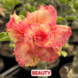 0131 - Rosa do Deserto - BEAUTY ( PÉTALAS TRIPLAS E PERFUMADA) - Gm Rosa Do Deserto