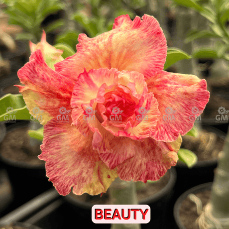 0131 - Rosa do Deserto - BEAUTY ( PÉTALAS TRIPLAS E PERFUMADA) - Gm Rosa Do Deserto