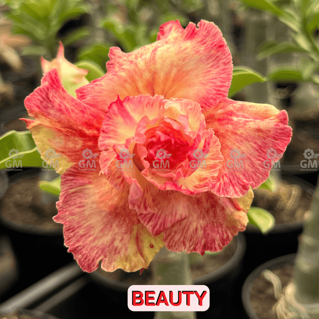 0131 - Rosa do Deserto - BEAUTY ( PÉTALAS TRIPLAS E PERFUMADA) - Gm Rosa Do Deserto