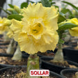 0131 - Rosa do Deserto - SOLLAR - Gm Rosa Do Deserto