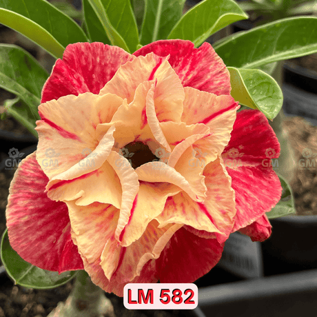 0132 - Rosa do Deserto - LM 582 - Gm Rosa Do Deserto