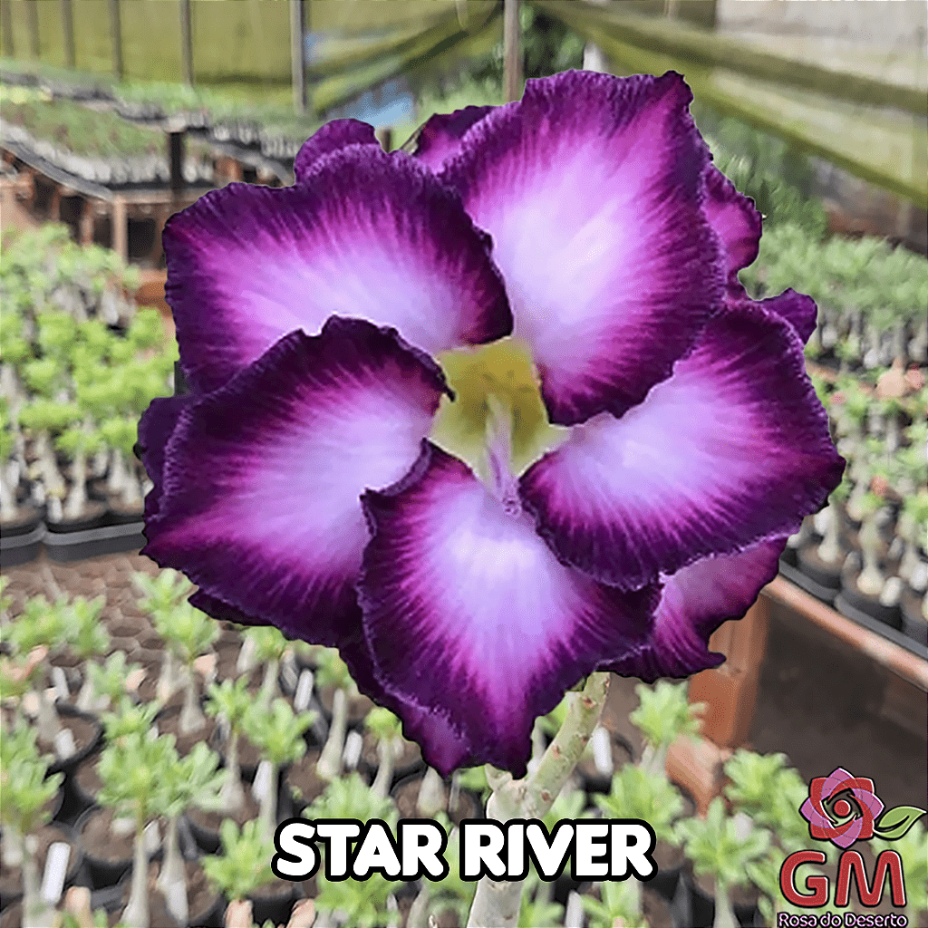 0132 - Rosa do Deserto - STAR RIVER - Gm Rosa Do Deserto