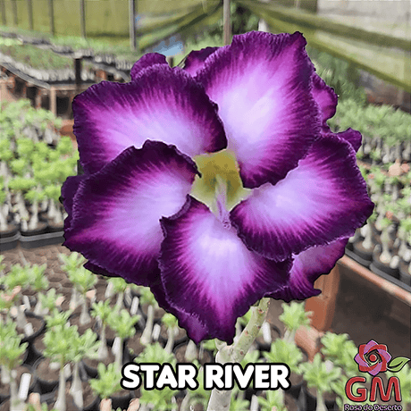 0132 - Rosa do Deserto - STAR RIVER - Gm Rosa Do Deserto