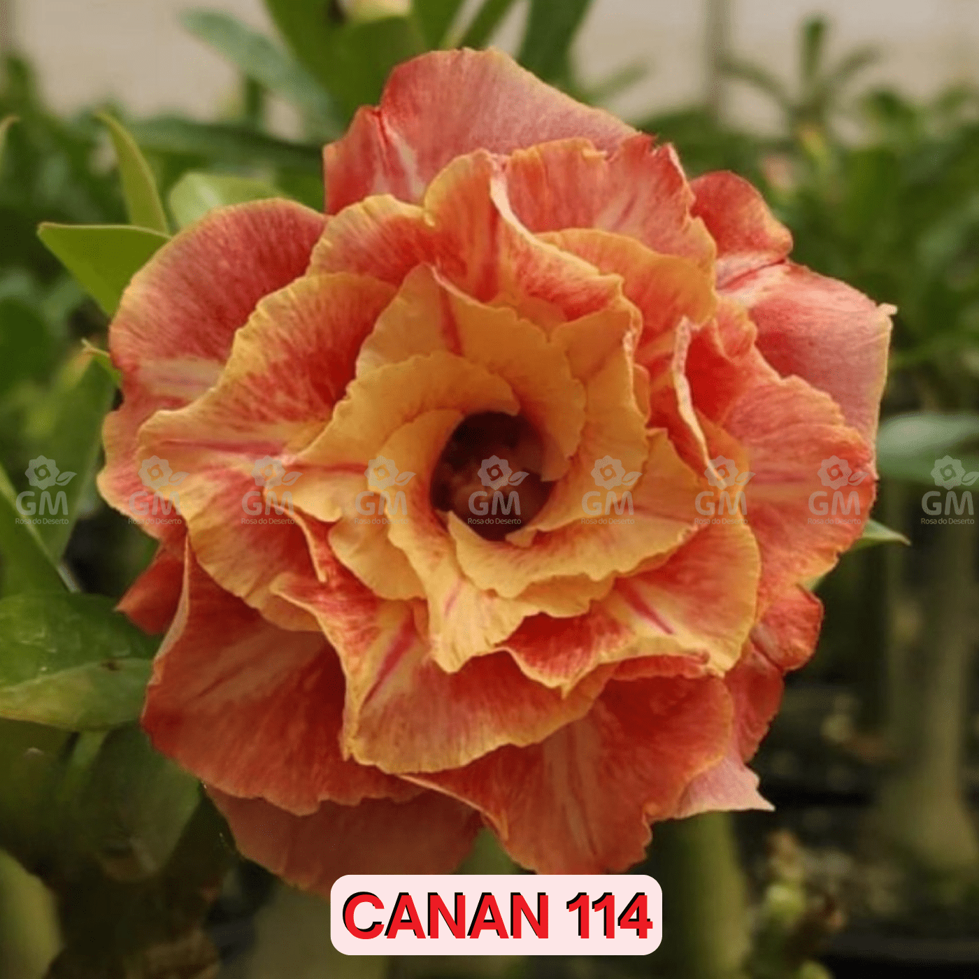0133 - Rosa do Deserto - CANAN 114 (PERFUMADA) - Gm Rosa Do Deserto