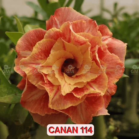 0133 - Rosa do Deserto - CANAN 114 (PERFUMADA) - Gm Rosa Do Deserto