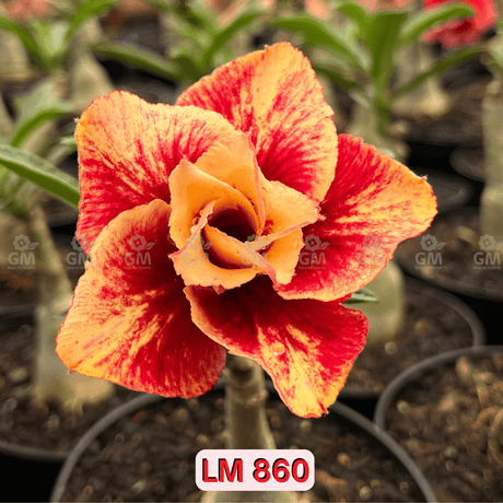 0134 - Rosa do Deserto - LM 860 - Gm Rosa Do Deserto
