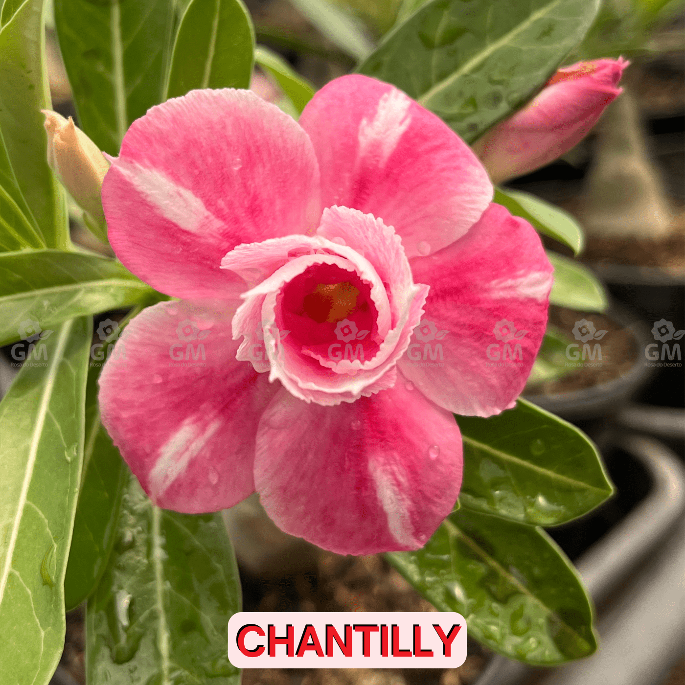 0136 - Rosa do Deserto - CHANTILLY - Gm Rosa Do Deserto