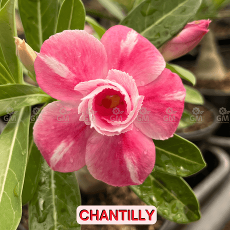 0136 - Rosa do Deserto - CHANTILLY - Gm Rosa Do Deserto