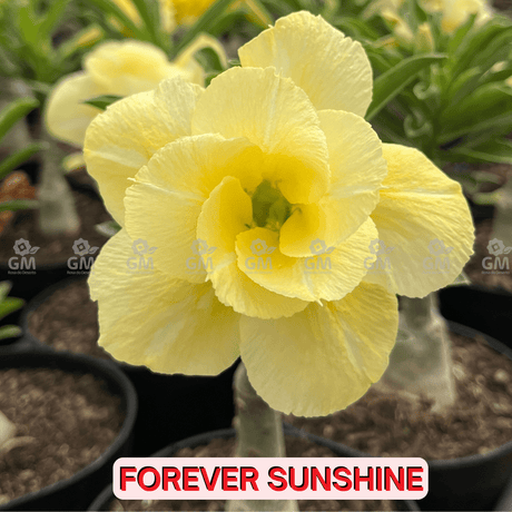 0138 - Rosa do Deserto - FOREVER SUNSHINE - Gm Rosa Do Deserto