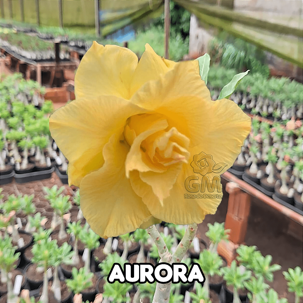 0140 - Rosa do Deserto - AURORA - Gm Rosa Do Deserto