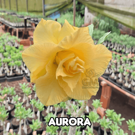 0140 - Rosa do Deserto - AURORA - Gm Rosa Do Deserto
